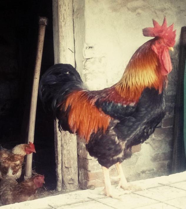 Hotel Jurtafarm Rackeve - A Nomad Luxus Zewnętrze zdjęcie