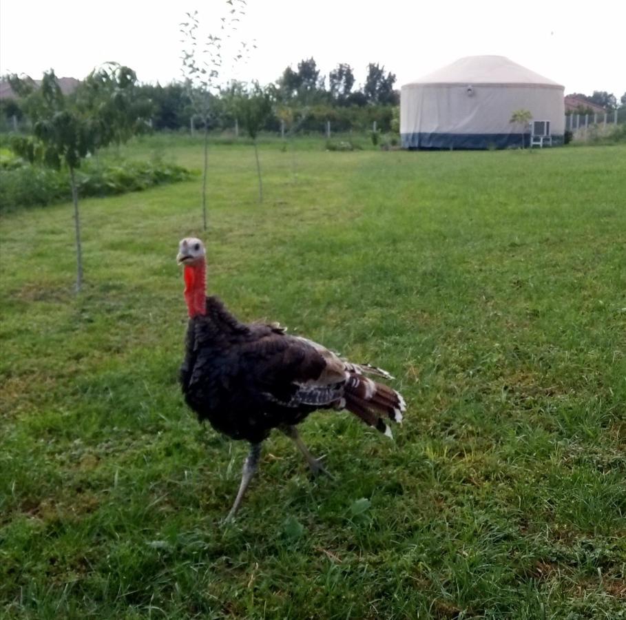 Hotel Jurtafarm Rackeve - A Nomad Luxus Zewnętrze zdjęcie